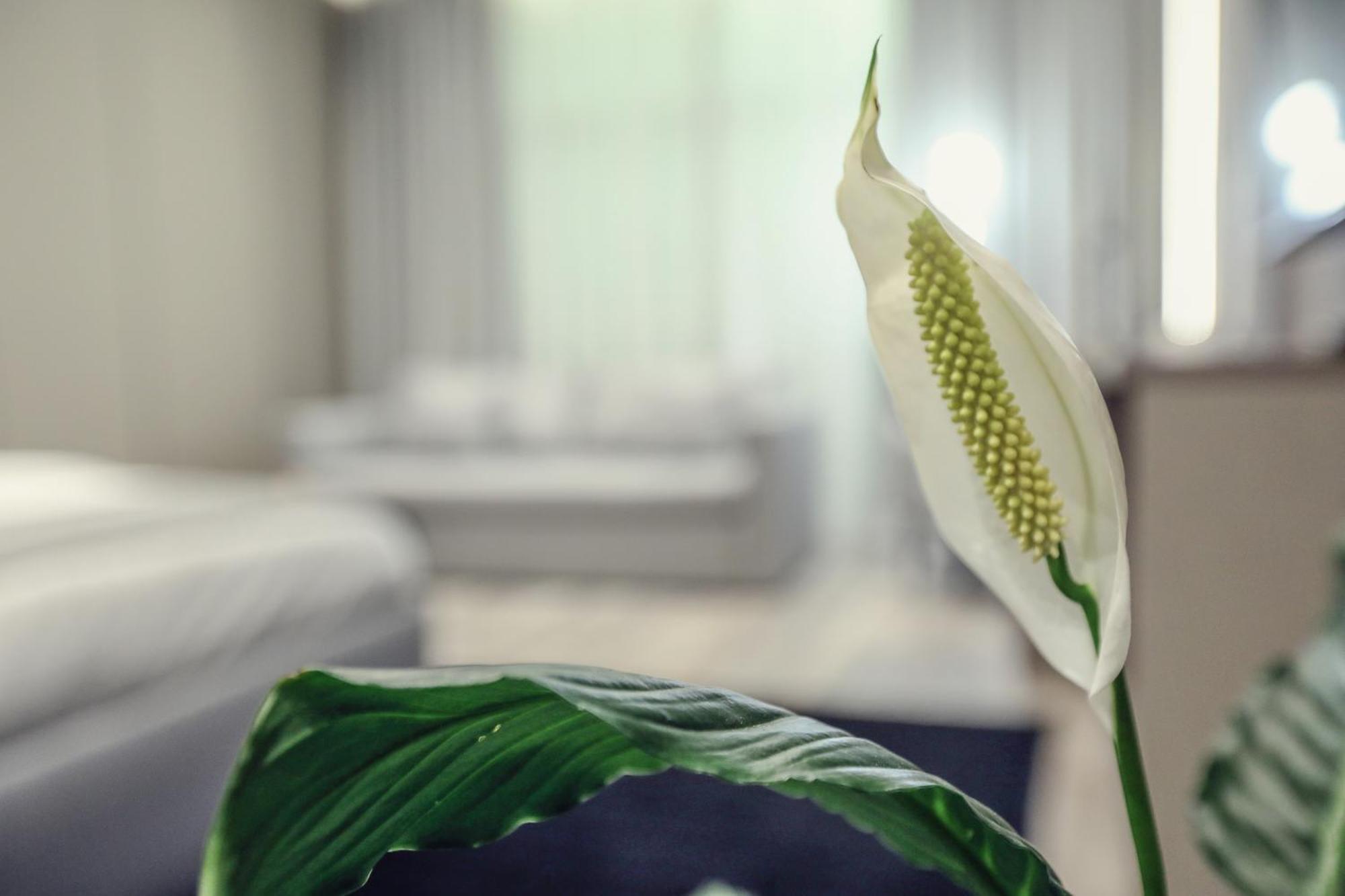Hotel Dirista Shkodër Eksteriør bilde